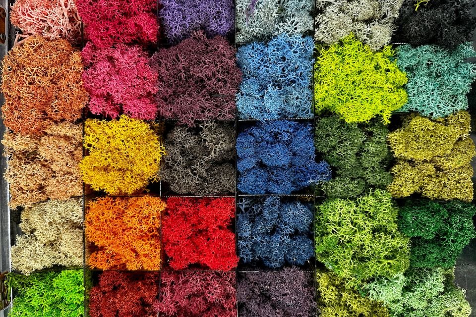 Nuancier de lichens stabilisés colorisés avec des colorants alimentaires naturels