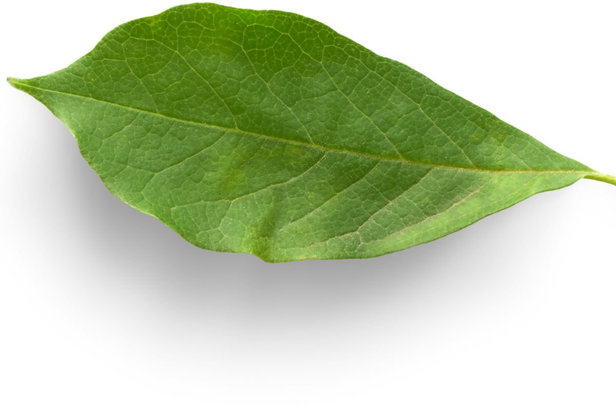 Feuille verte symbolisant une communication visuelle plus responsable
